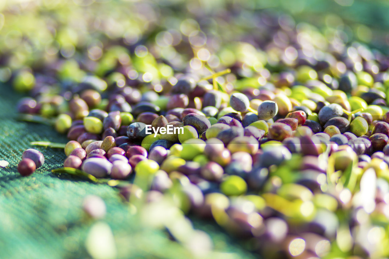 CLOSE-UP OF GRAPES ON VINE