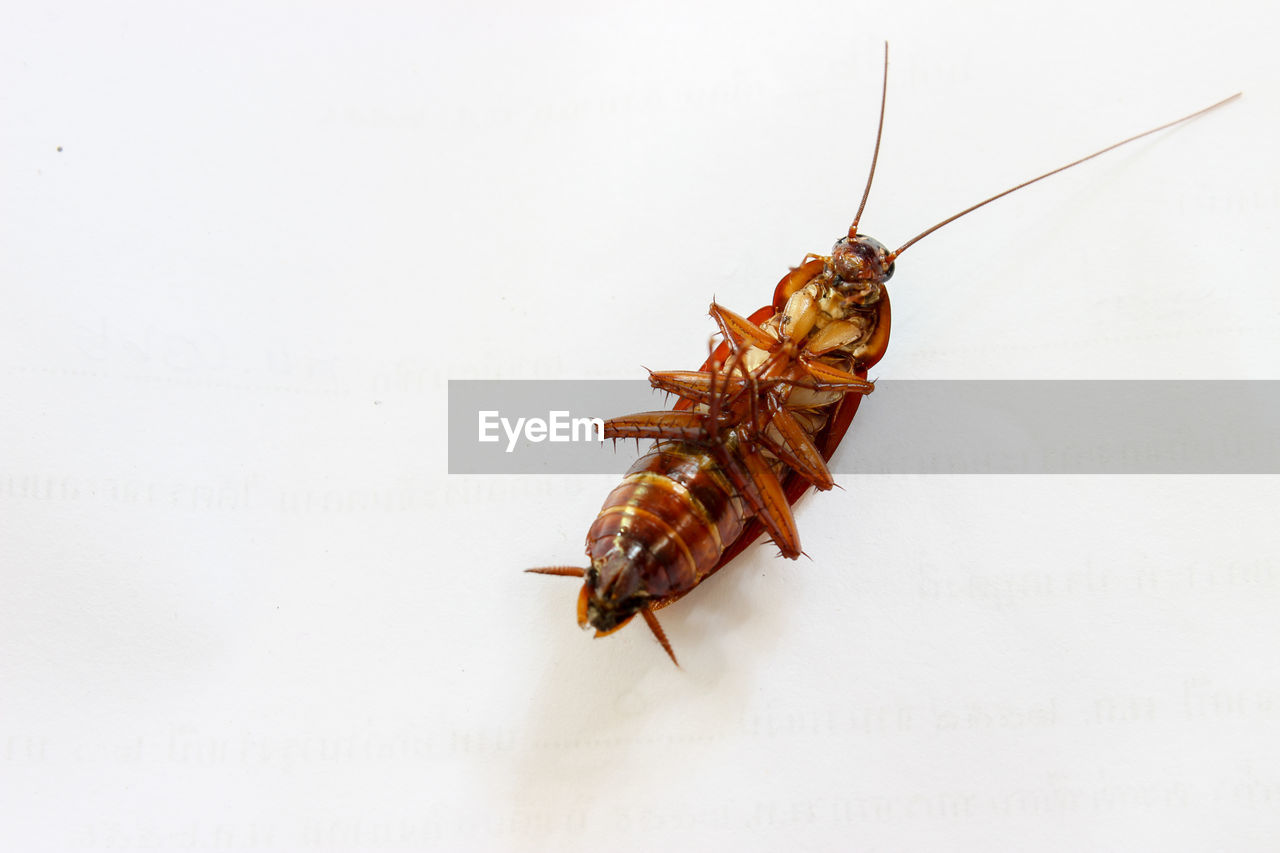 High angle view of cockroach on white background