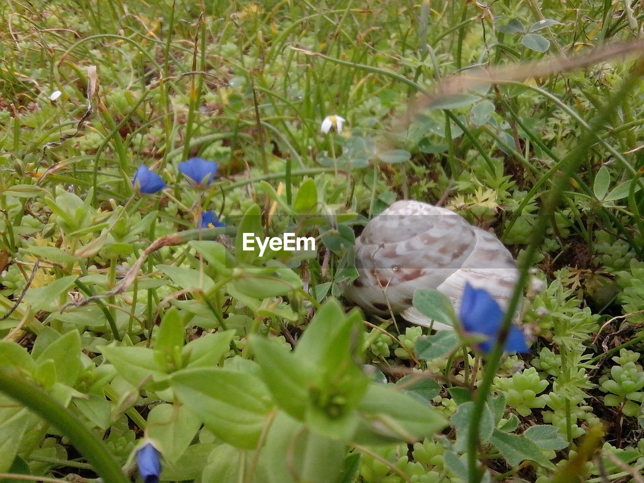 CLOSE-UP OF BLUE FLOWERS ON PLANT