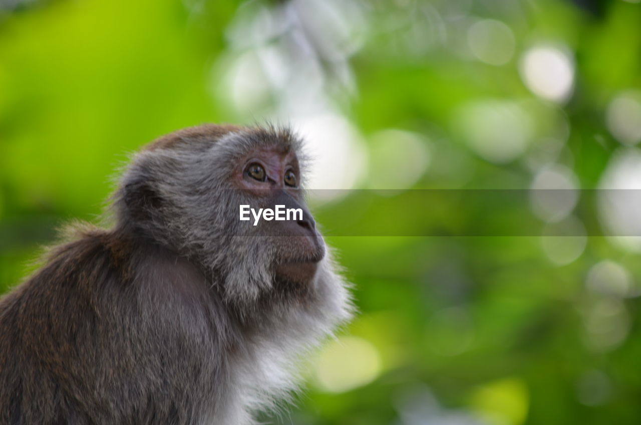 Close-up of monkey