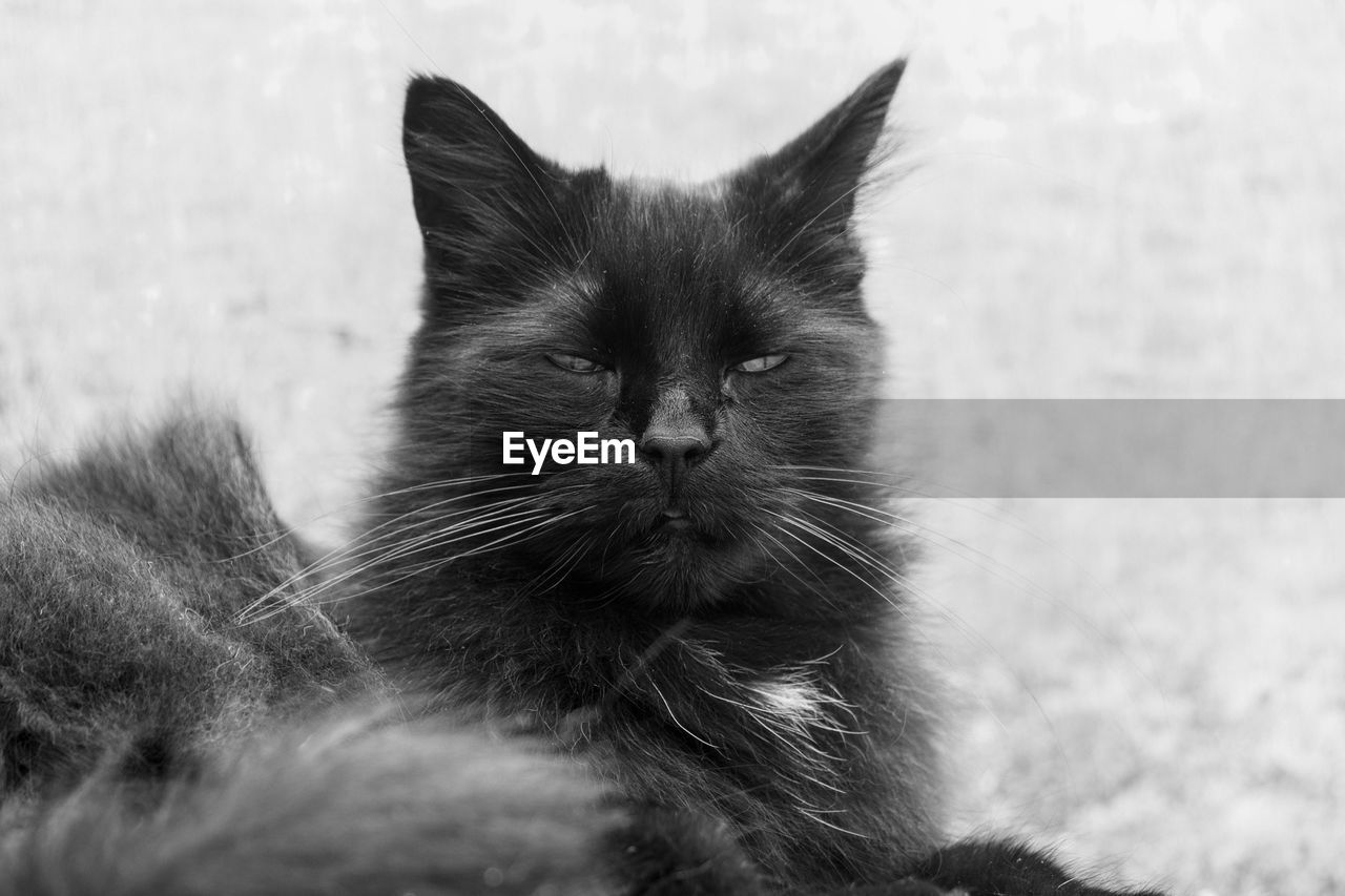 pet, cat, animal themes, animal, mammal, domestic animals, domestic cat, black, one animal, feline, black and white, whiskers, monochrome, monochrome photography, felidae, small to medium-sized cats, relaxation, no people, animal hair, animal body part, black cat, carnivore, close-up, portrait, white, nature, kitten, looking