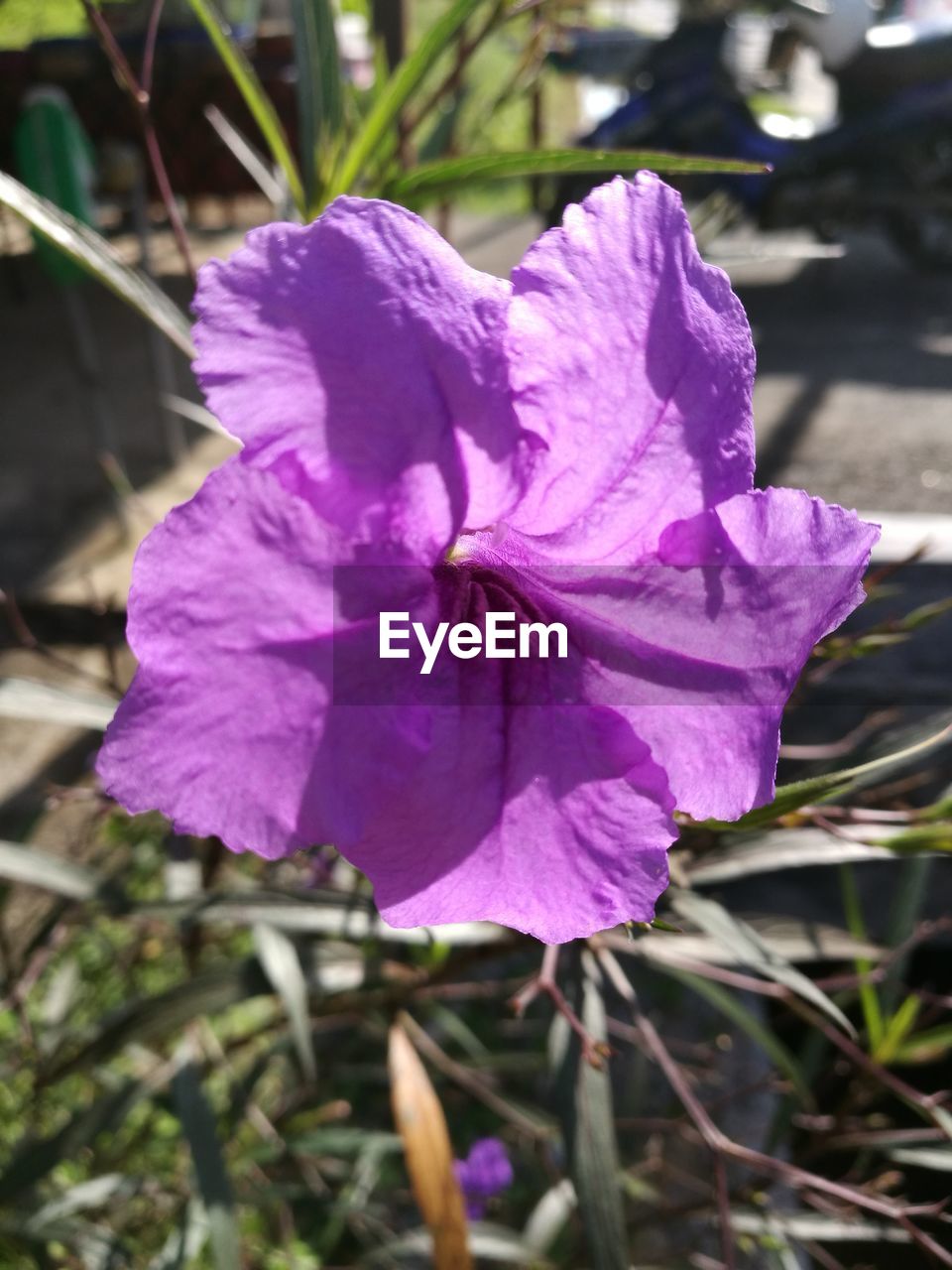 CLOSE-UP OF PINK FLOWERS BLOOMING OUTDOORS