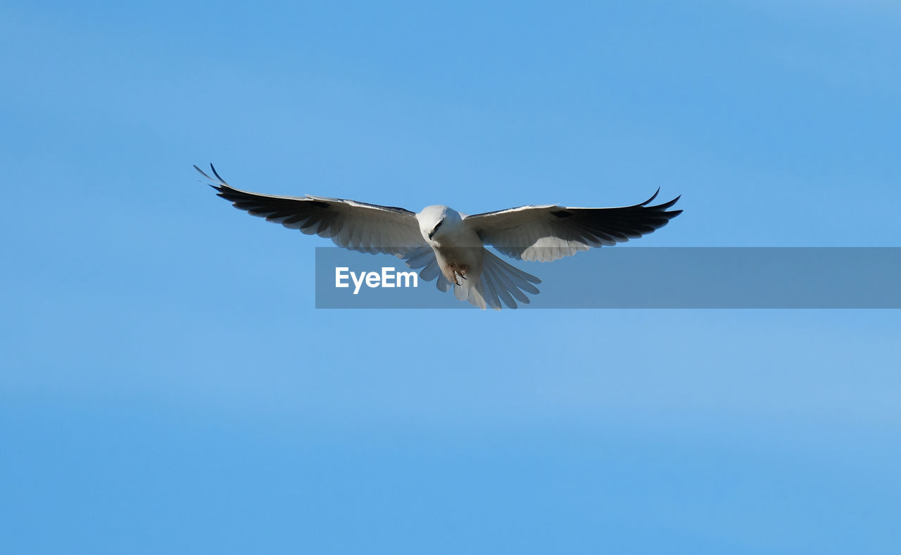 LOW ANGLE VIEW OF BIRD FLYING AGAINST CLEAR BLUE SKY