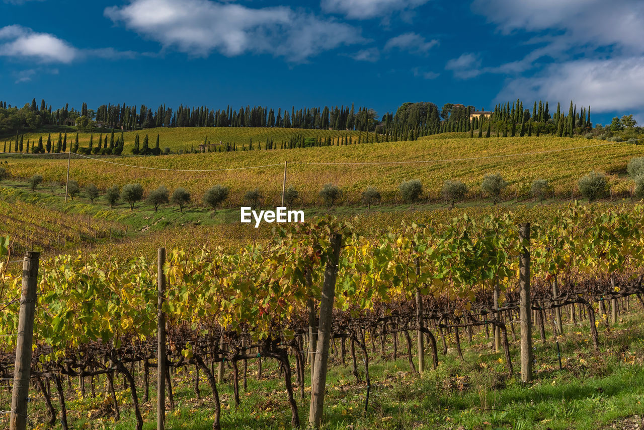 VINEYARD AGAINST SKY