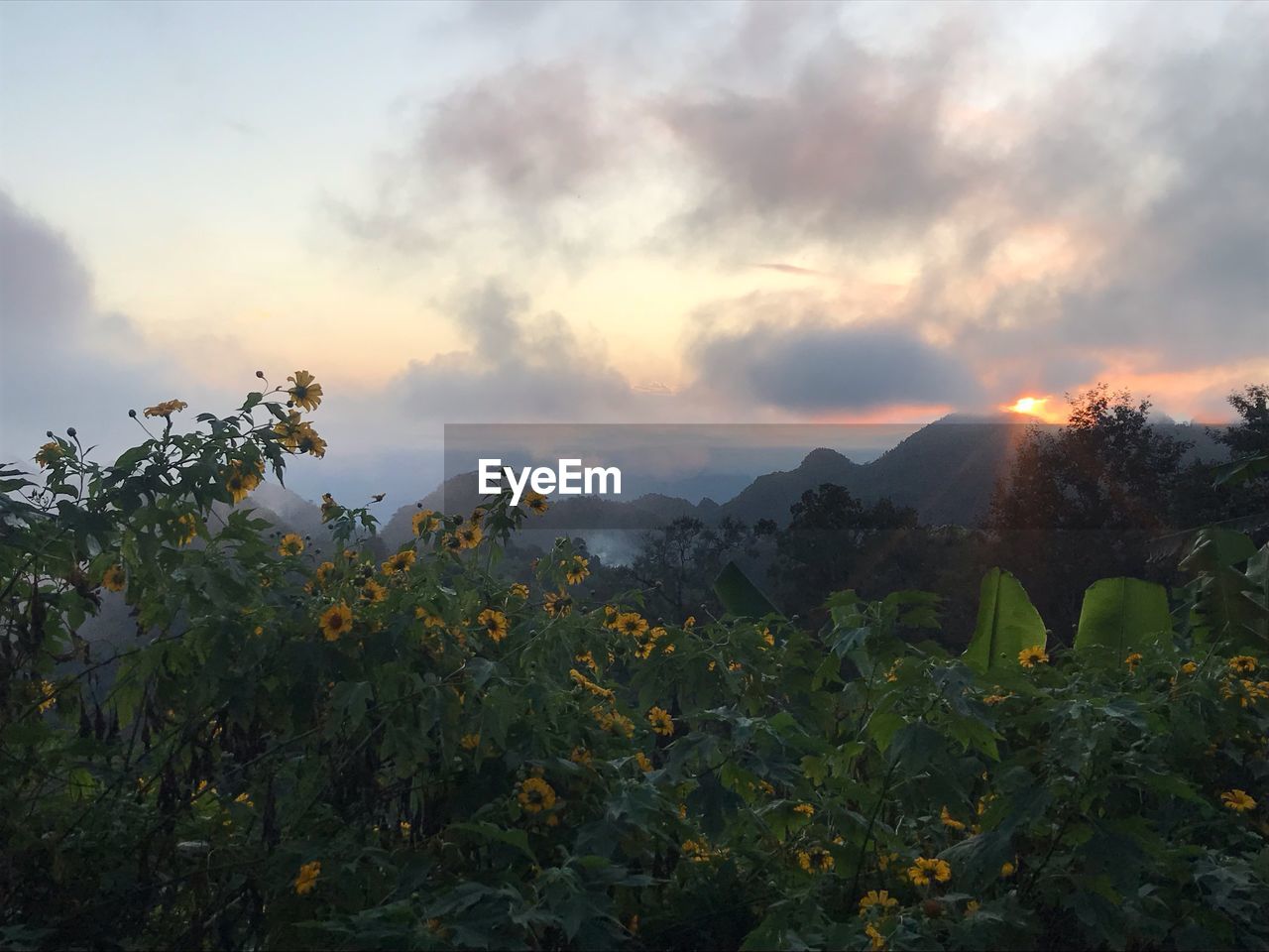 PLANTS AND TREES AGAINST SKY DURING SUNSET