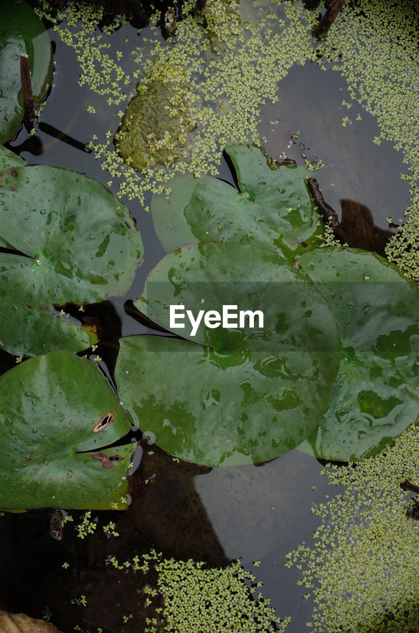 HIGH ANGLE VIEW OF LEAVES FLOATING ON WATER