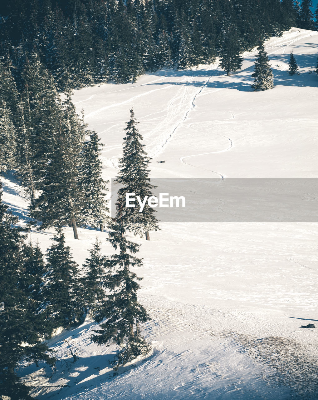 Snow covered pine trees in forest