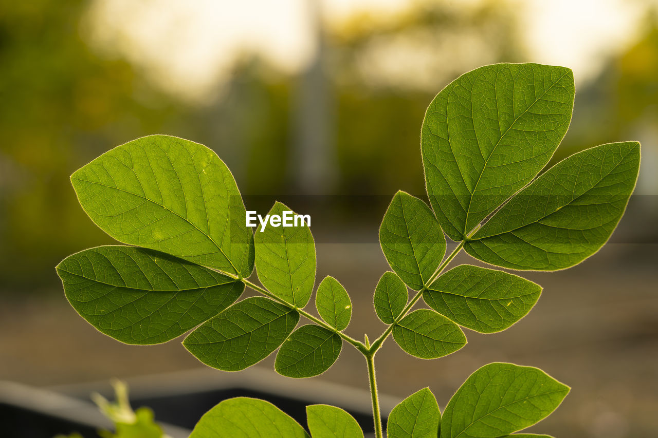 Close-up of green leaves