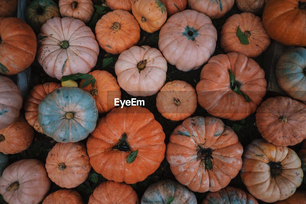 Directly above of pumpkins arranged on field during autumn