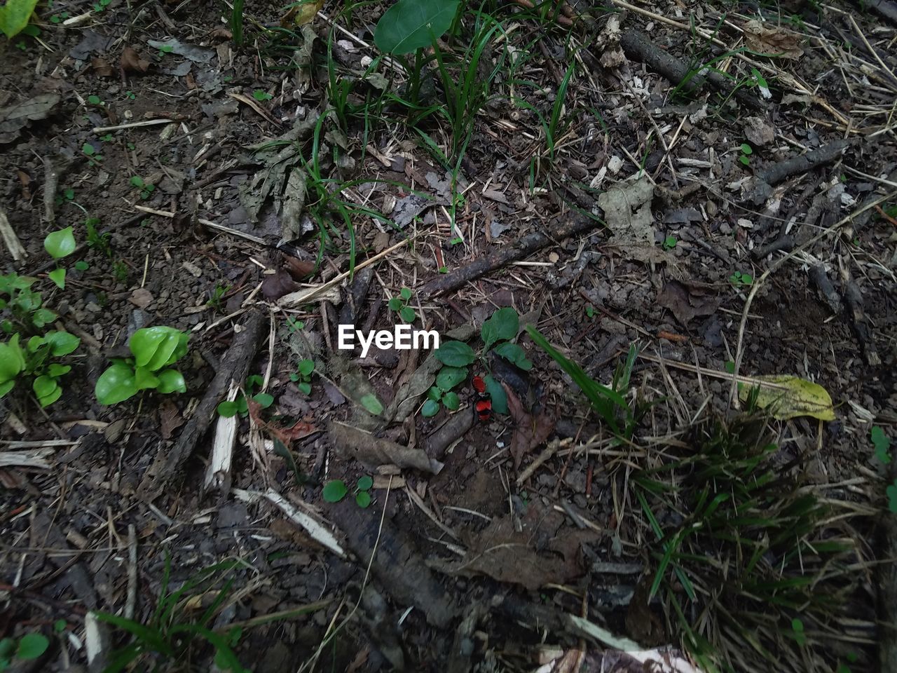 PLANTS GROWING ON TREE TRUNK