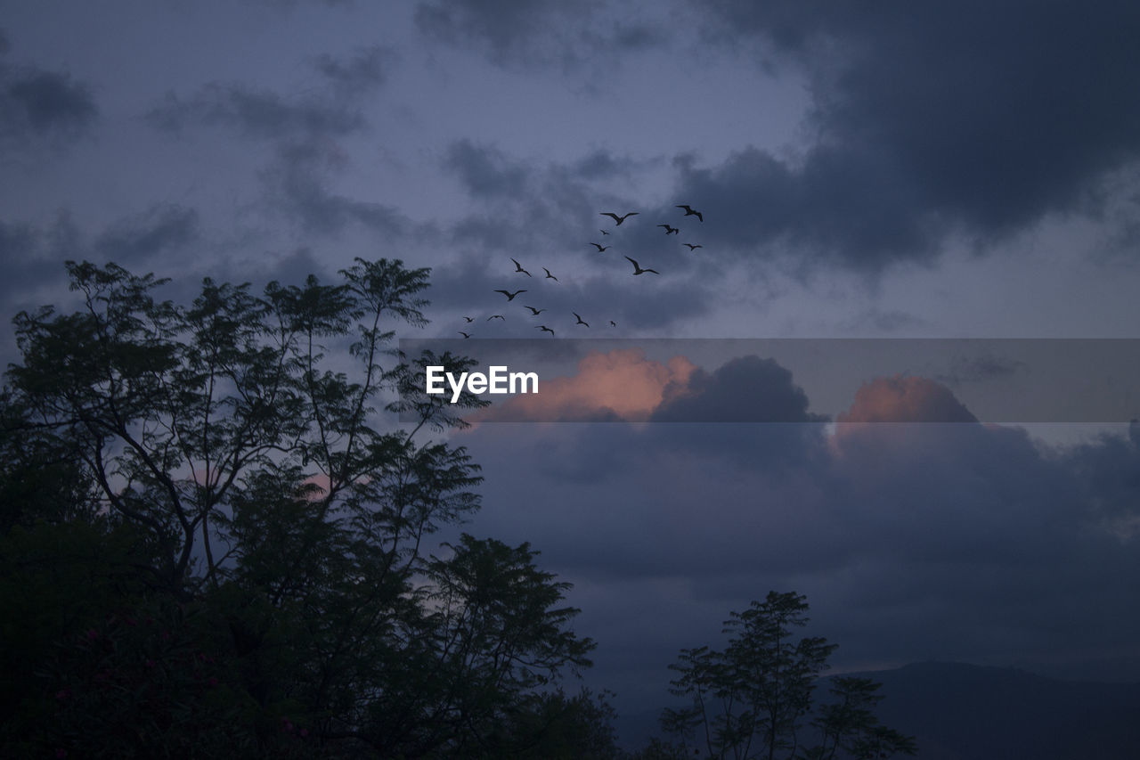 LOW ANGLE VIEW OF SILHOUETTE TREES AGAINST SKY