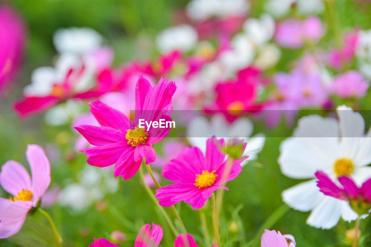 CLOSE-UP OF PINK COSMOS BLOOMING OUTDOORS