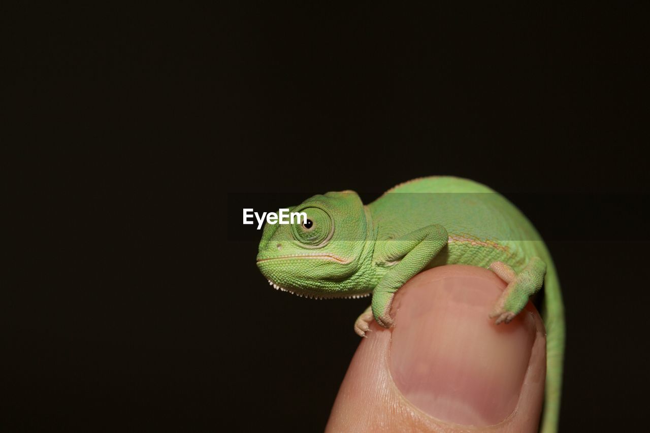 Close-up of chameleon on cropped hand against black background