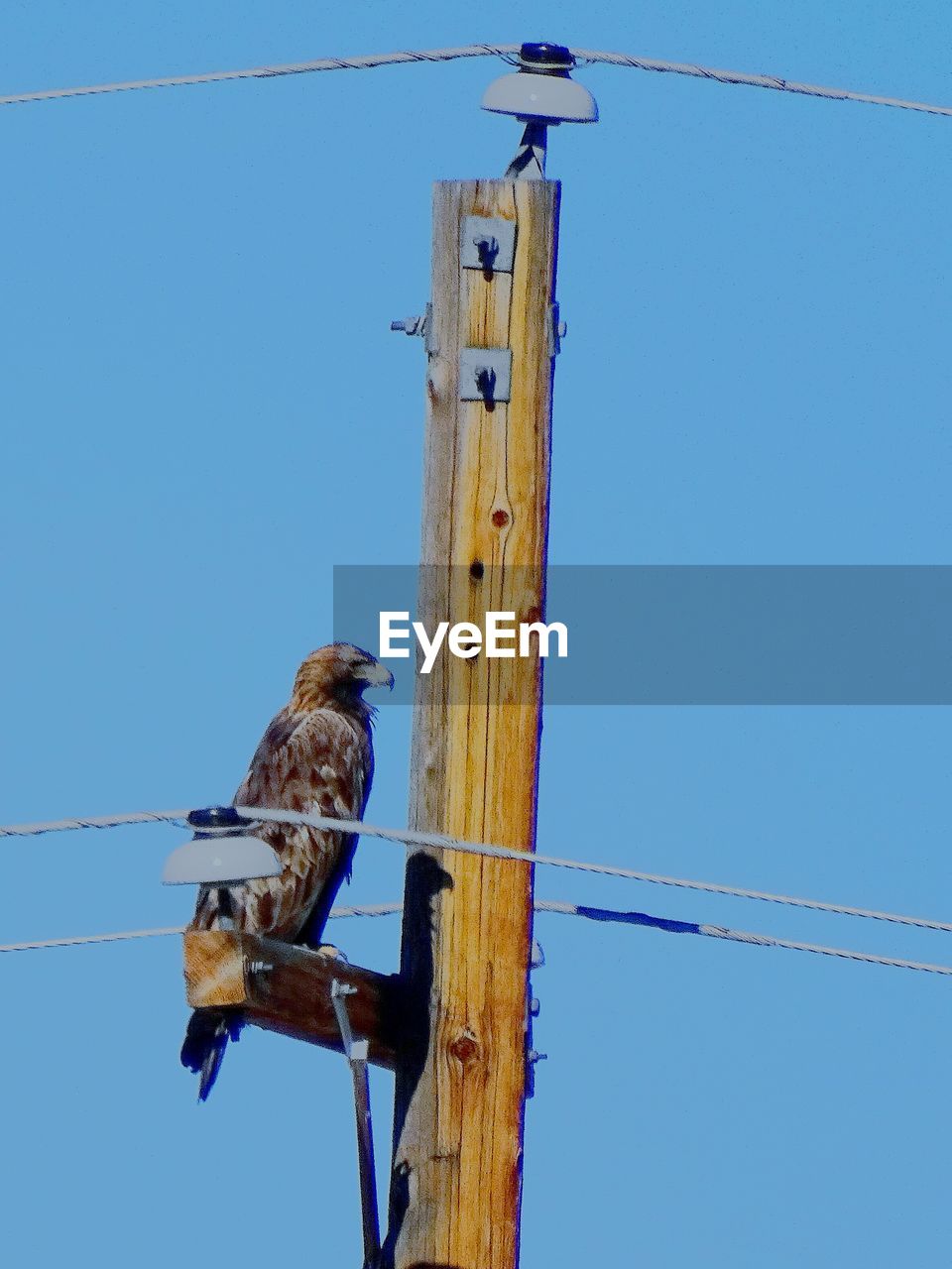 LOW ANGLE VIEW OF BIRDS PERCHING ON ELECTRICITY PYLON