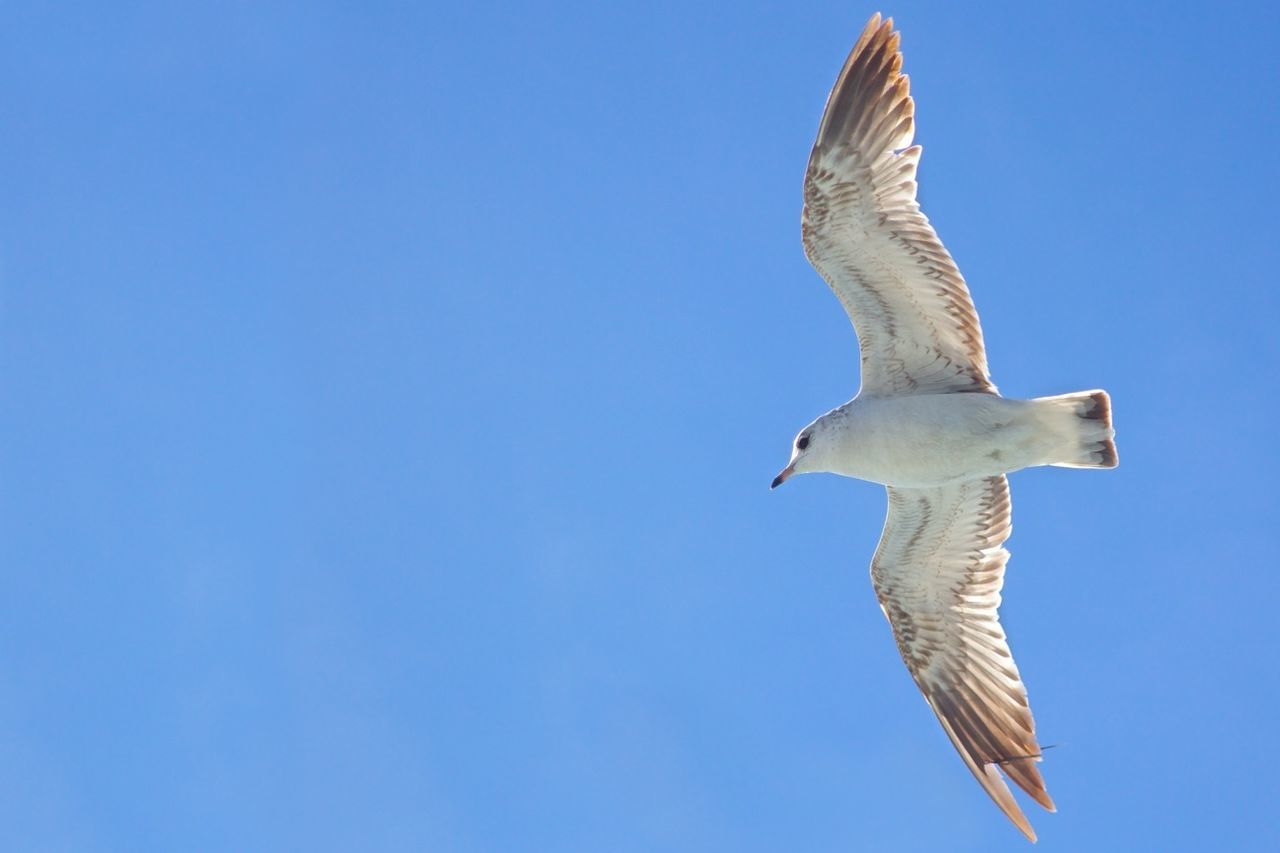 LOW ANGLE VIEW OF SEAGULL FLYING AGAINST CLEAR SKY