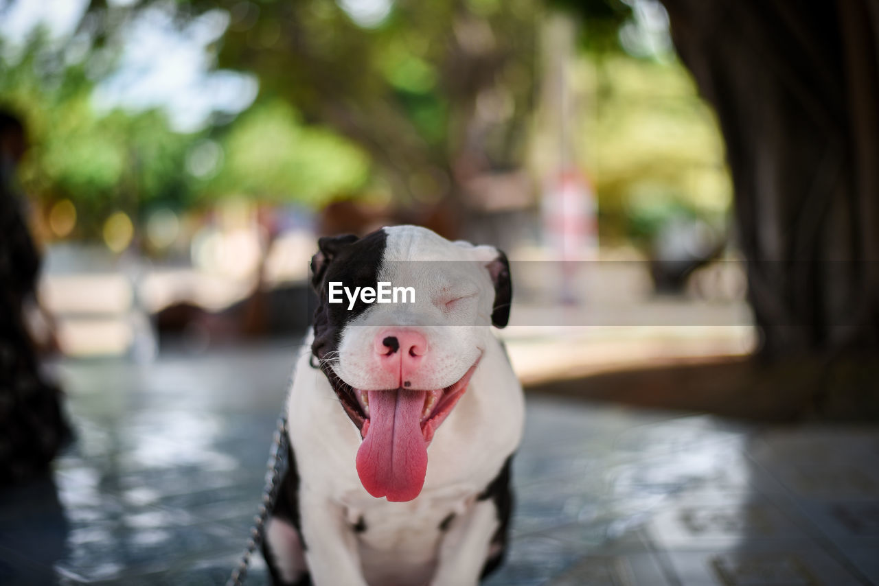 Close-up portrait of a dog