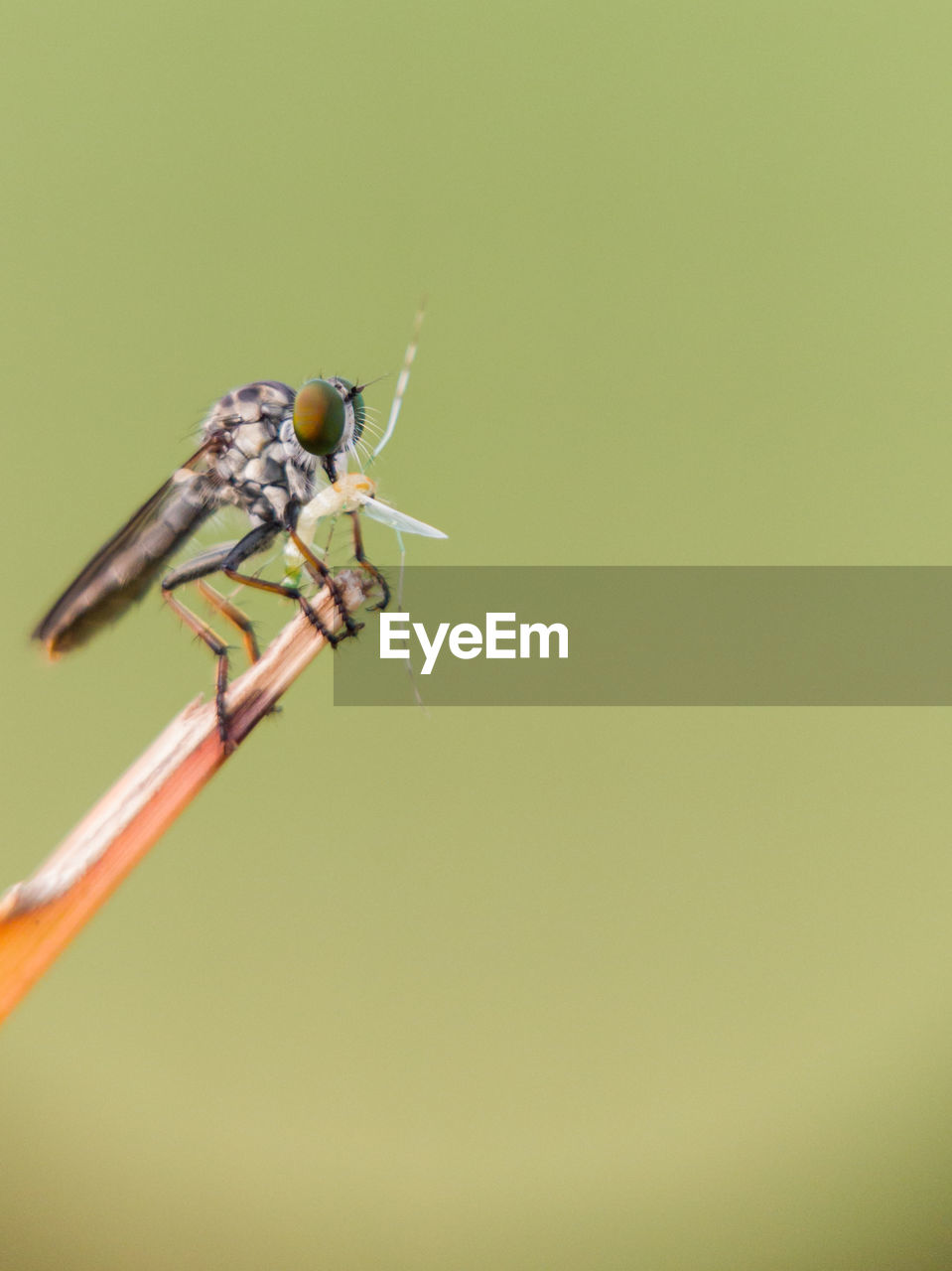 Close-up of insect on plant