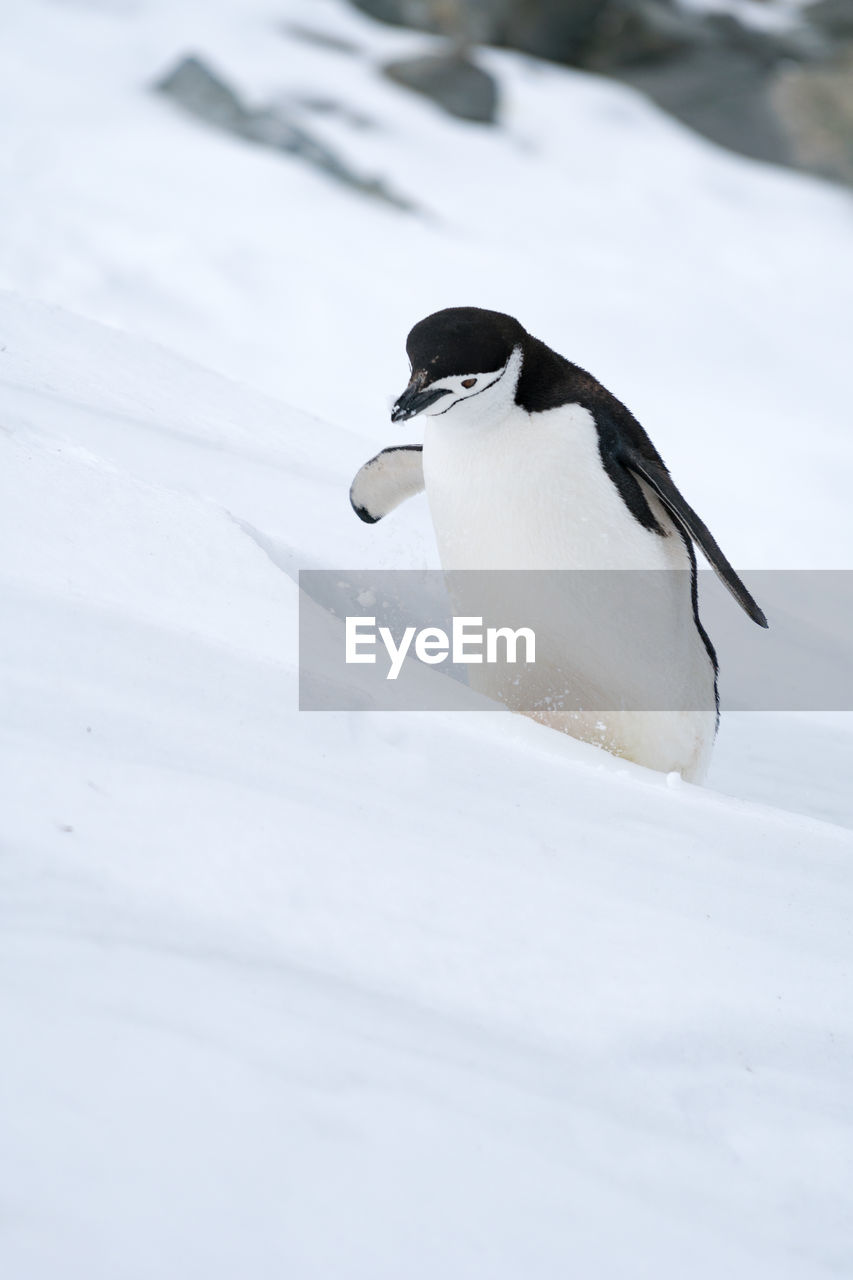 Penguin on snow covered field