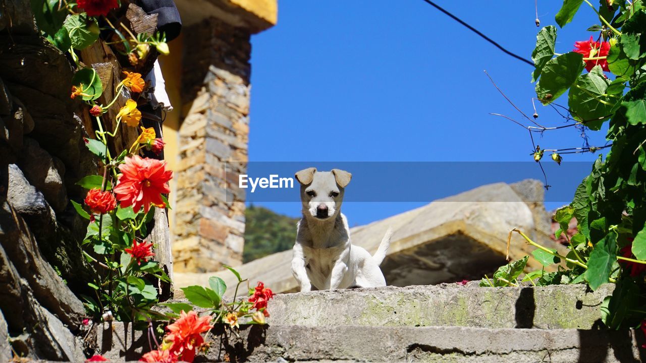 Portrait of puppy in backyard