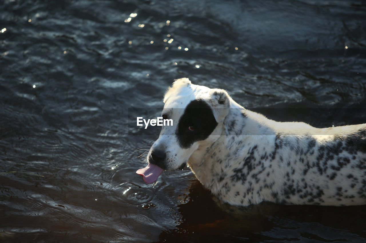 DOG STANDING IN WATER