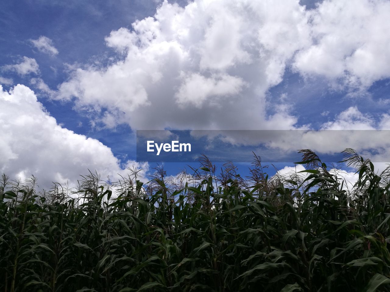 PLANTS GROWING ON FIELD