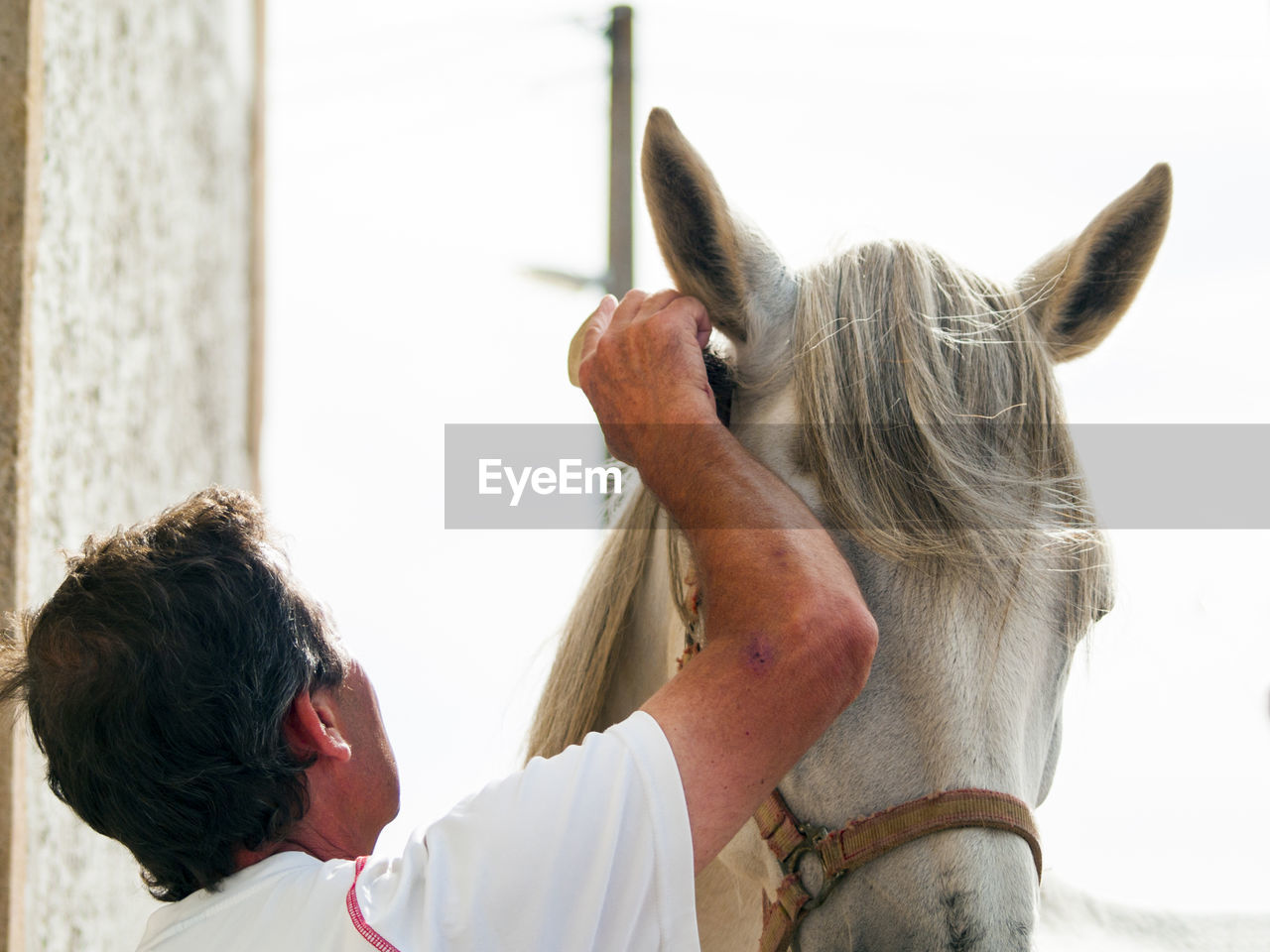 Rancher combing horse hair