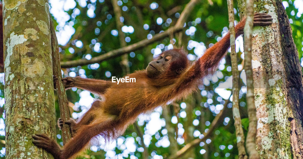 Low angle view of orangutan hanging on tree