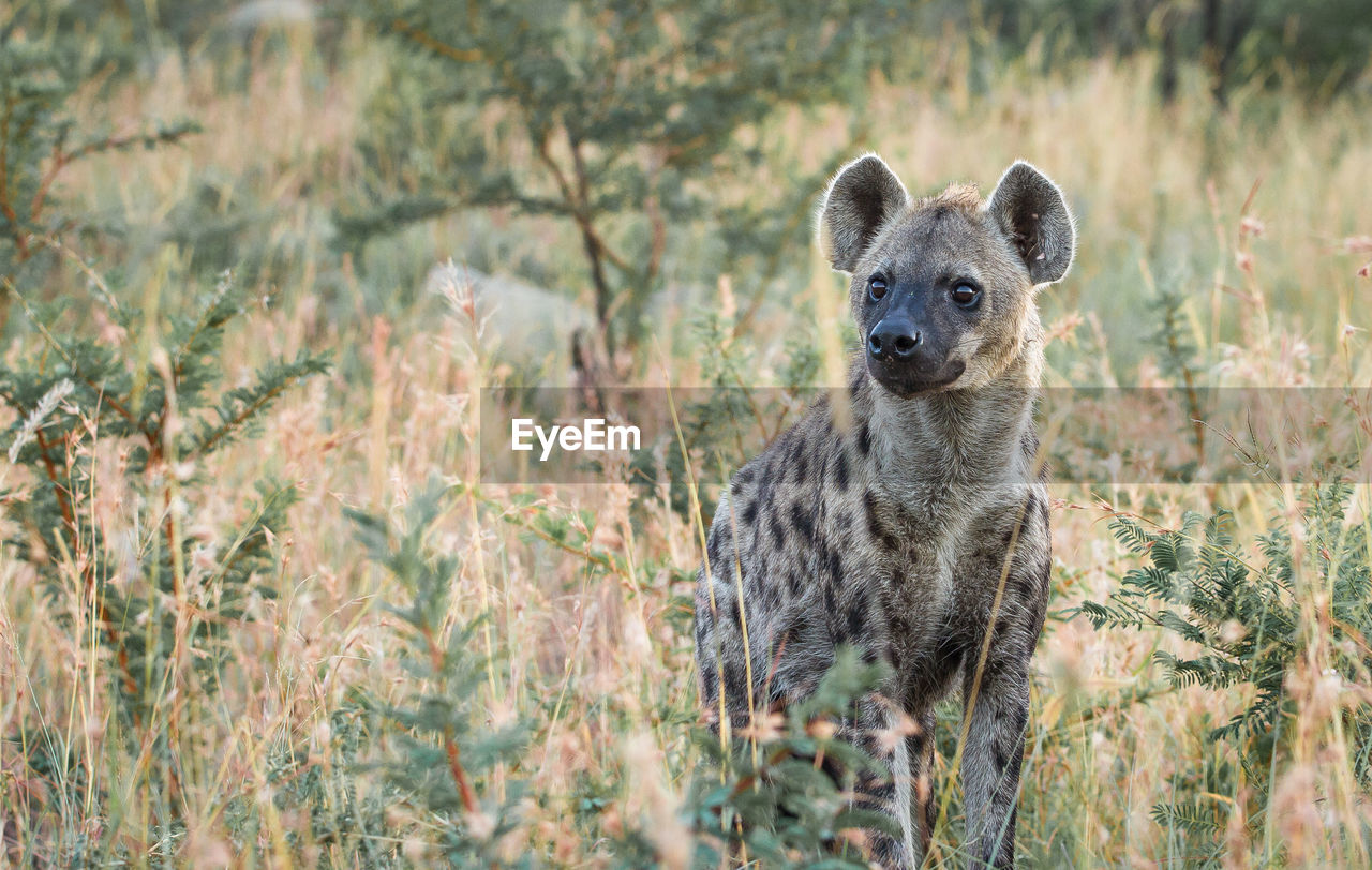 Wild dog amidst grass in forest