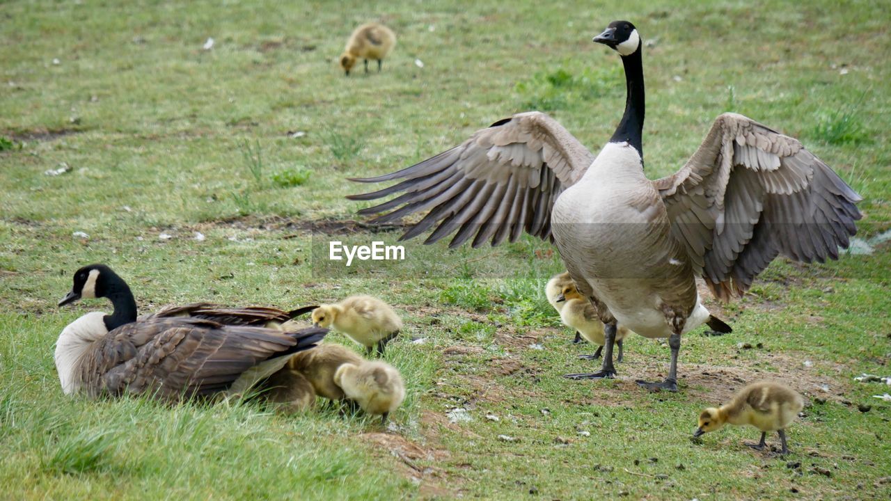 Family of canada geese with goslings on green grass