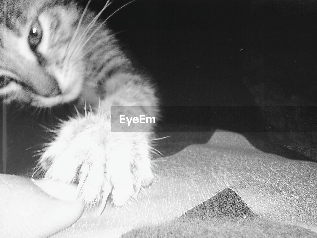 CLOSE-UP OF CAT WITH HAND ON CARPET