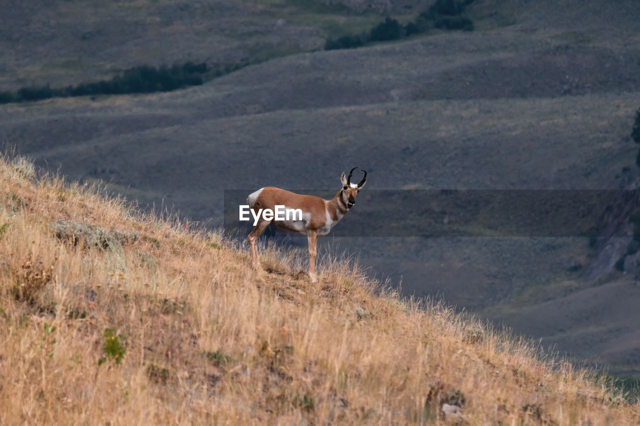 Side view of pronghorn on a hill