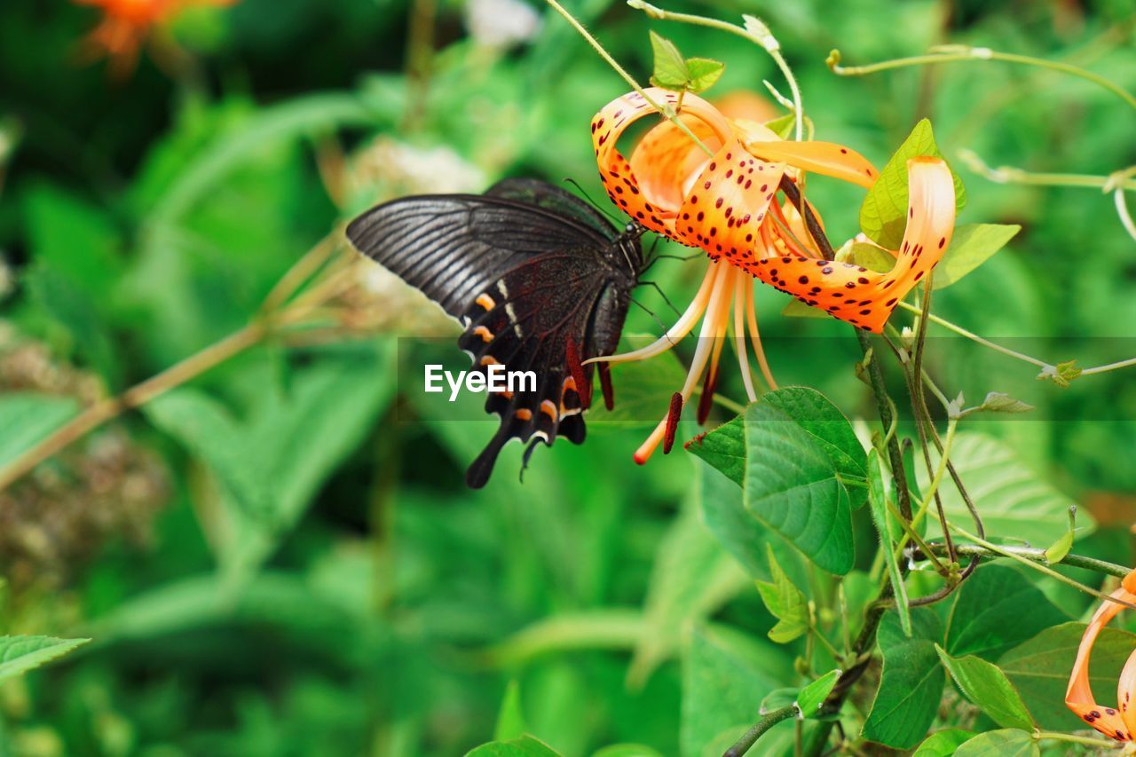 Close-up of butterfly perching on flower