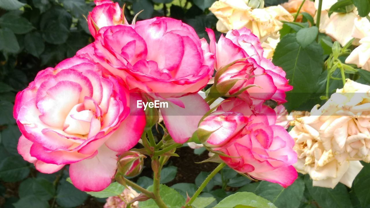 CLOSE-UP OF ROSES BLOOMING OUTDOORS