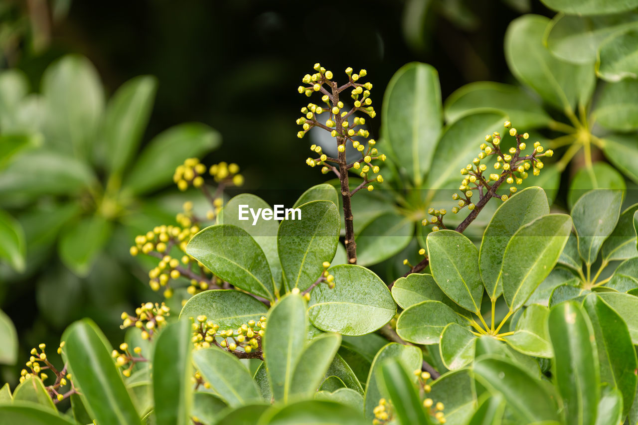 close-up of green leaves