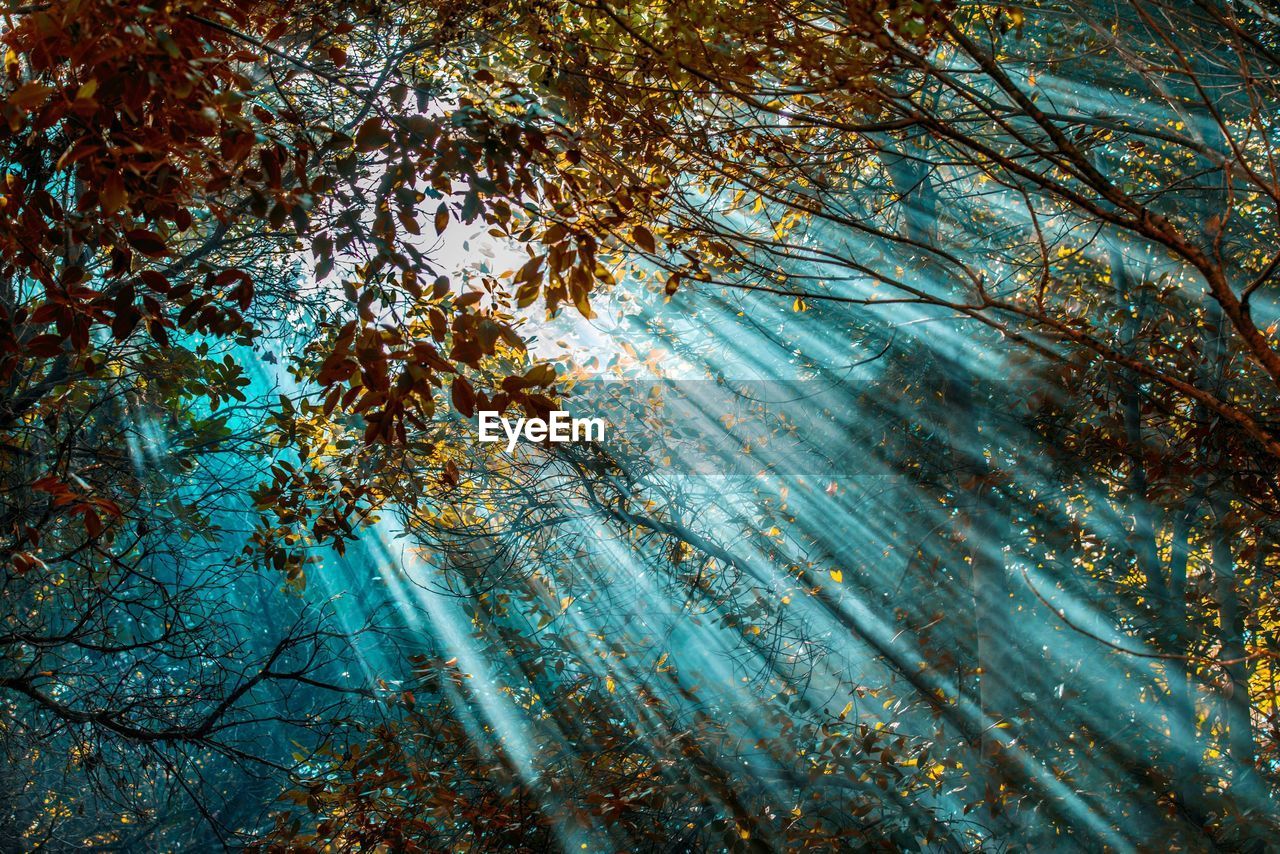 Low angle view of trees in forest during autumn