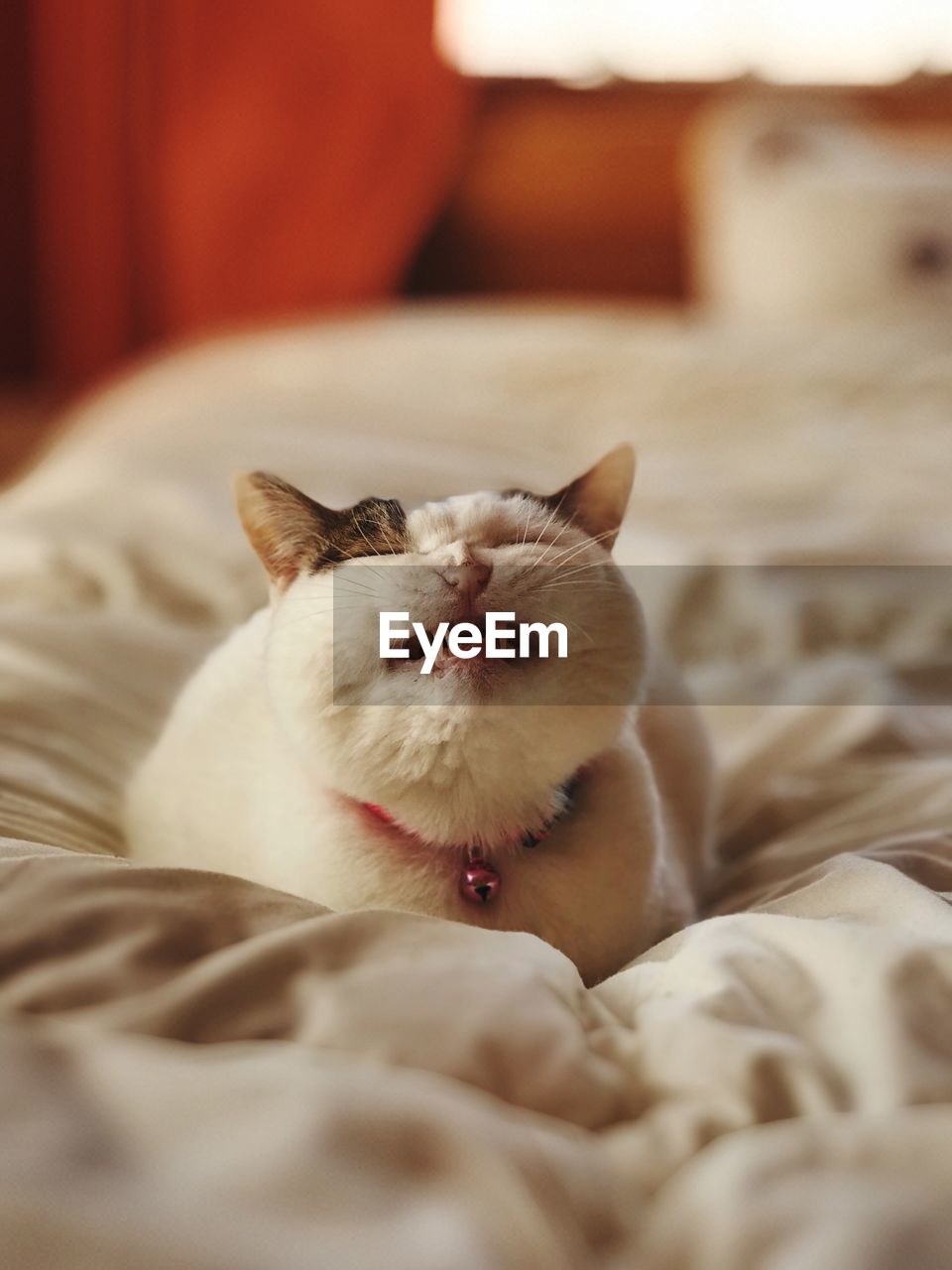 CLOSE-UP PORTRAIT OF CAT RESTING ON BED