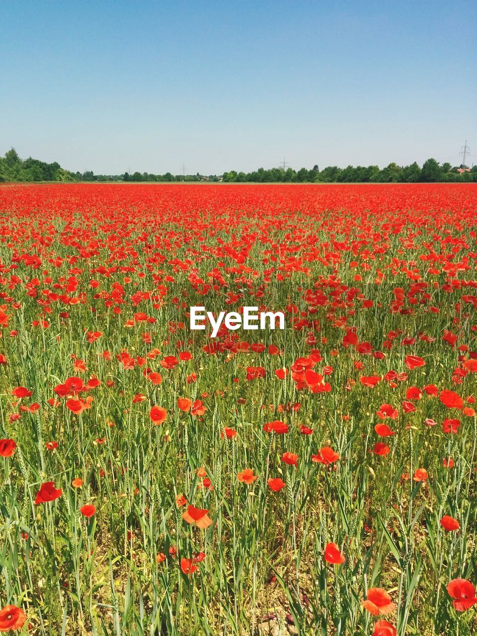 Idyllic view of poppy fields against clear sky