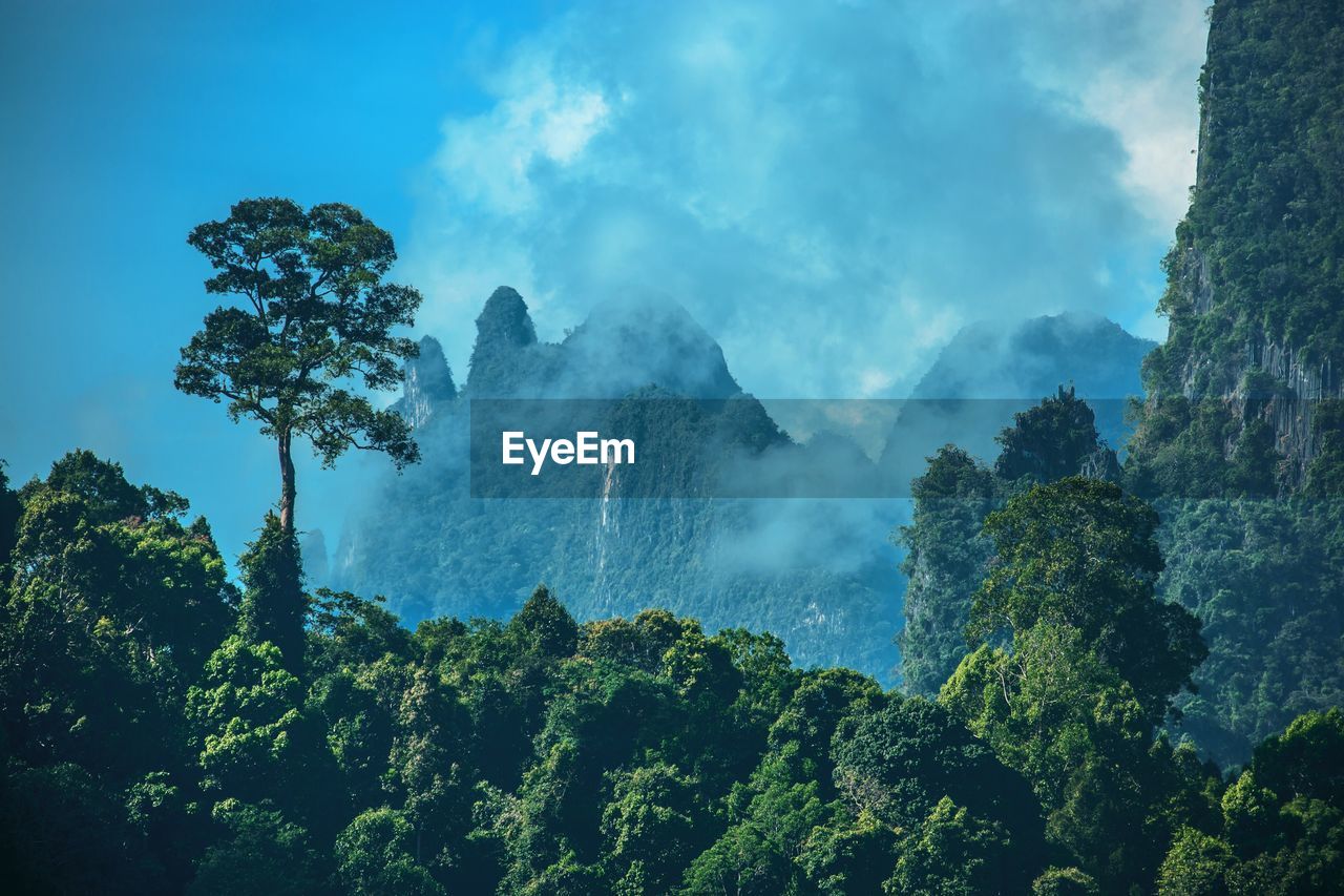 Panoramic view of trees against sky