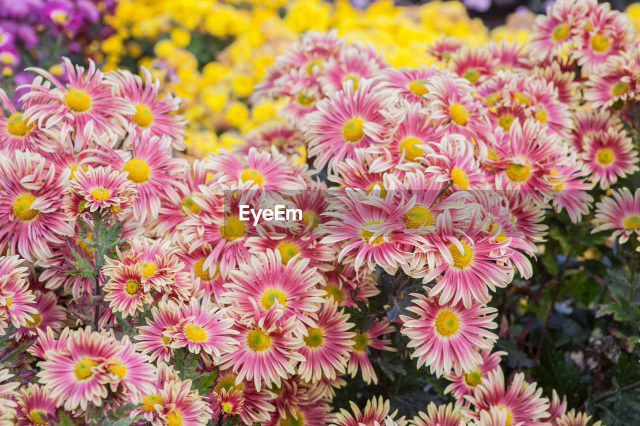 Close-up of flowers blooming on field