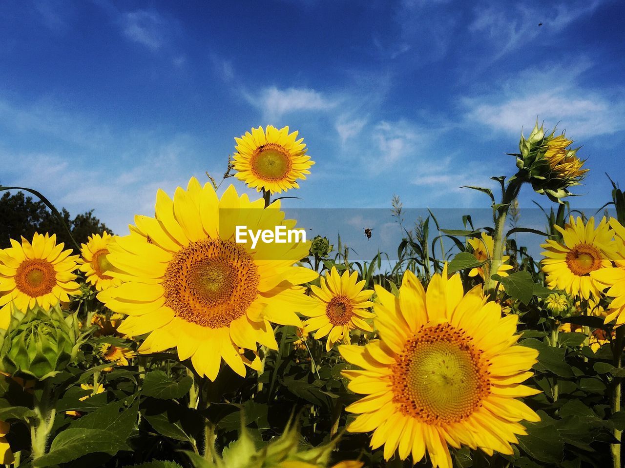 Sunflowers blooming on field