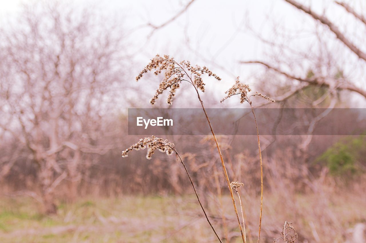 Close-up of wilted plant, wild plants, meadow plants