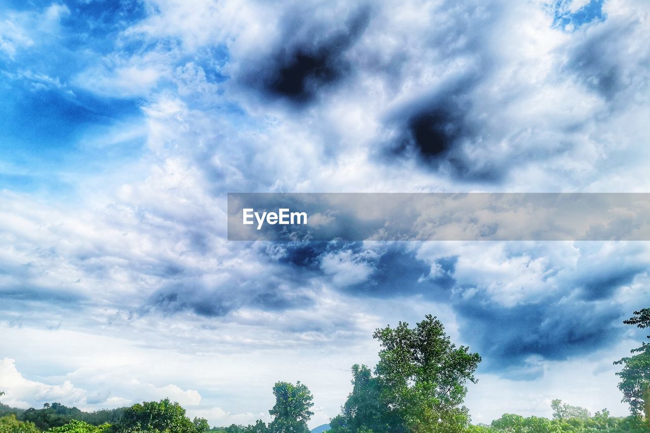 LOW ANGLE VIEW OF TREE AGAINST SKY