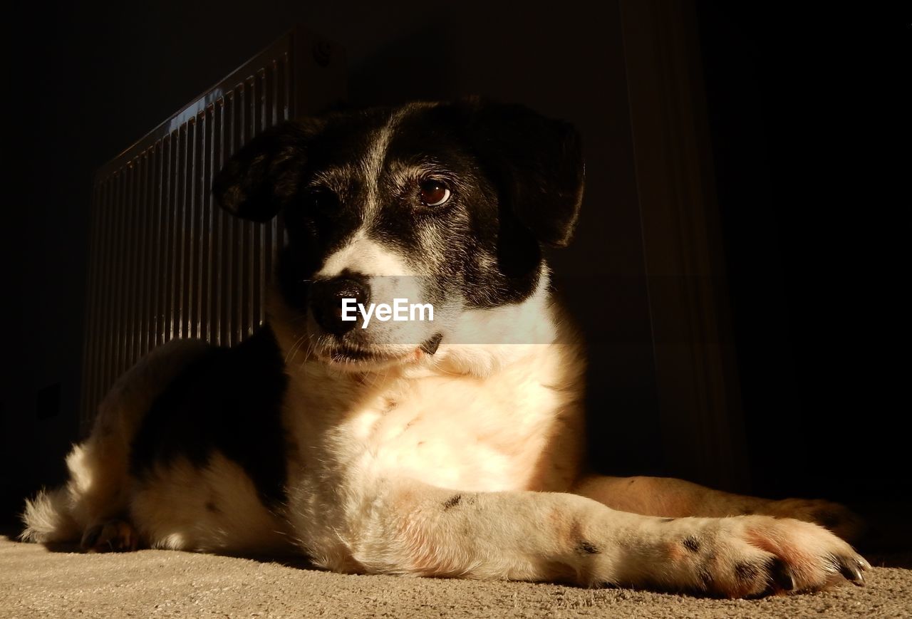 dog, pet, animal themes, one animal, animal, mammal, domestic animals, canine, puppy, relaxation, lying down, indoors, no people, portrait, sitting, resting, carnivore