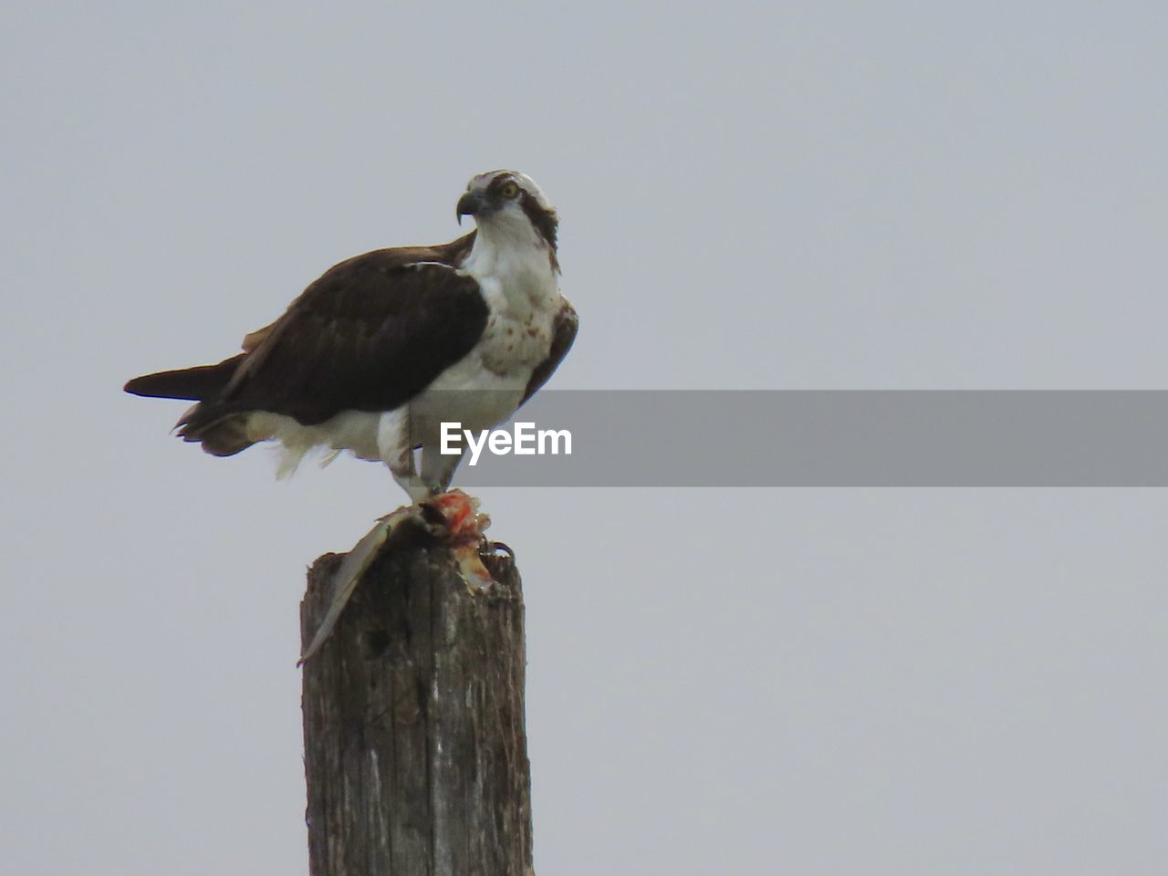 Low angle view of an osprey perching on wooden post