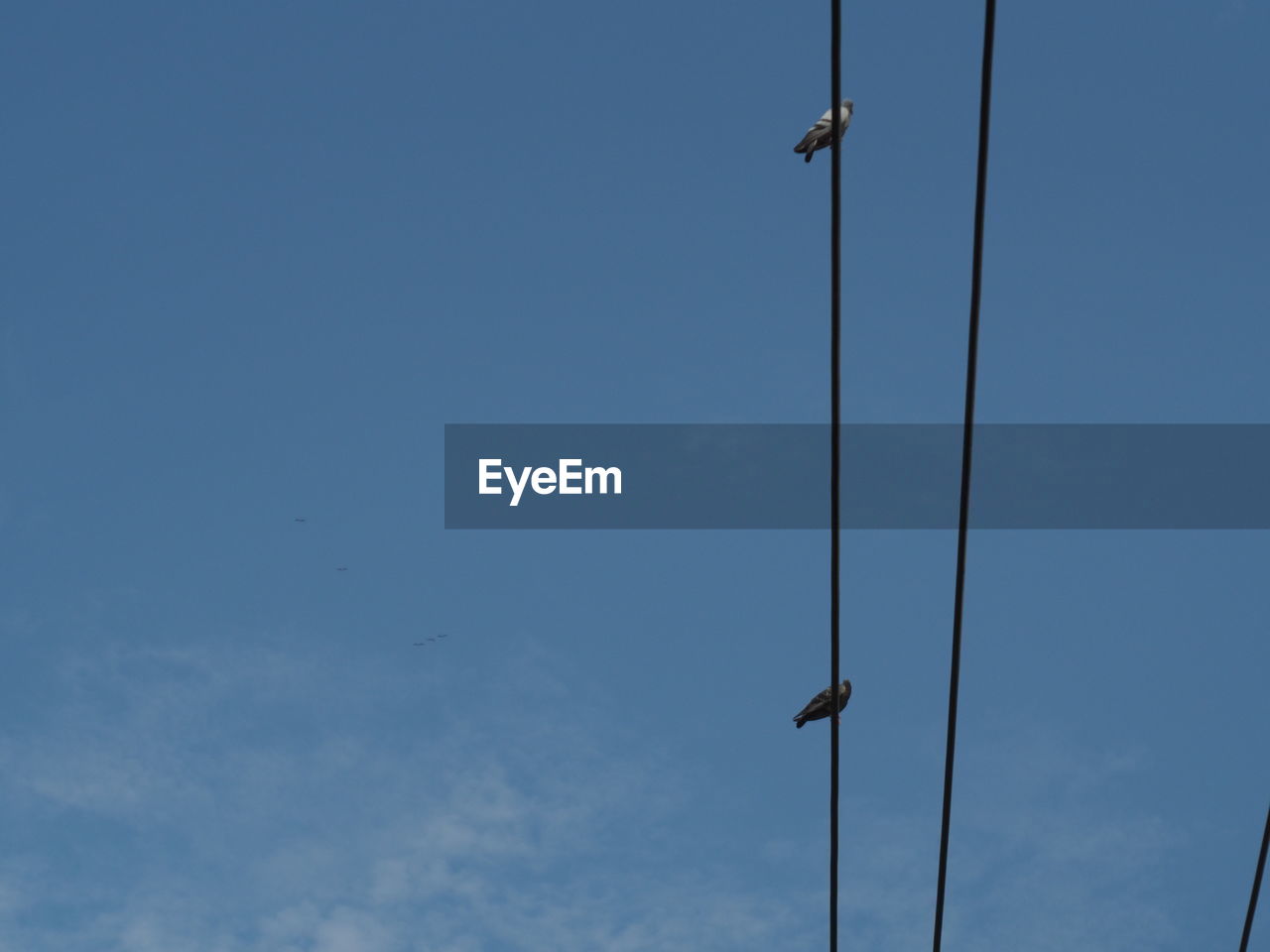 LOW ANGLE VIEW OF A BIRD FLYING AGAINST SKY