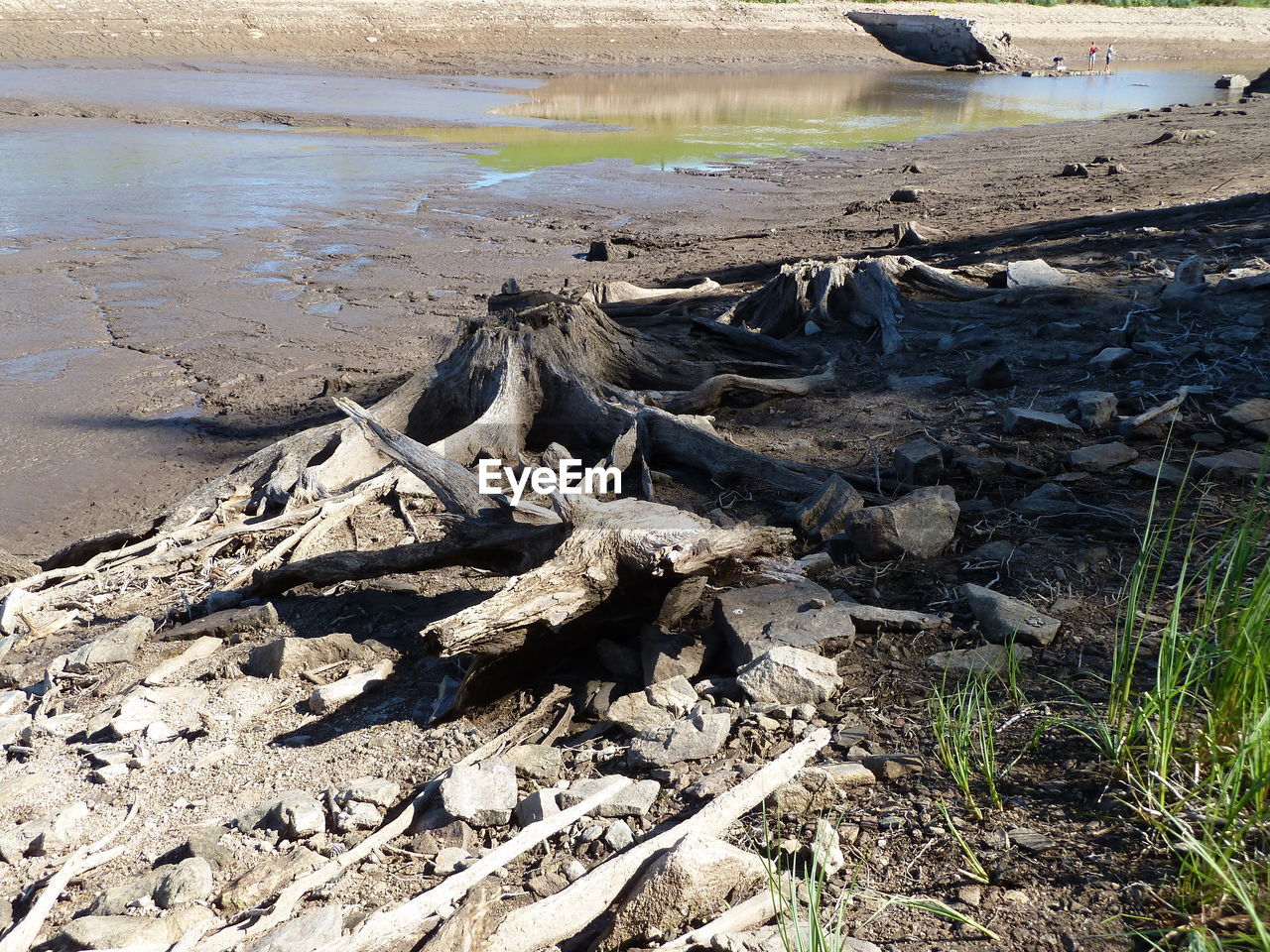 HIGH ANGLE VIEW OF DRIFTWOOD ON FIELD