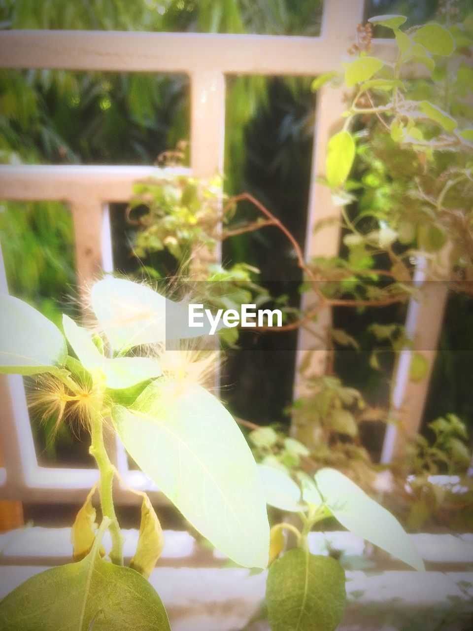 CLOSE-UP OF PLANT GROWING OUTDOORS