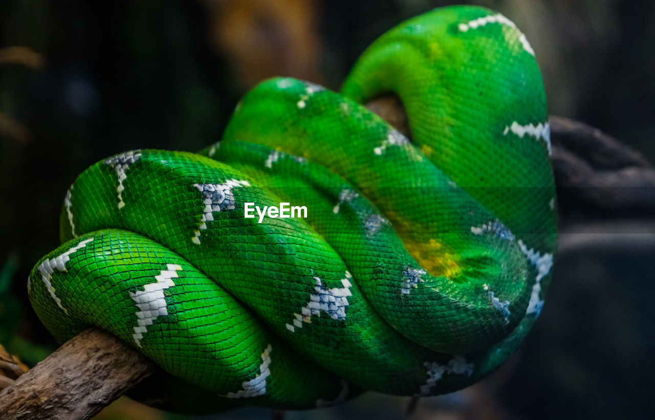 Close-up of green snake on tree