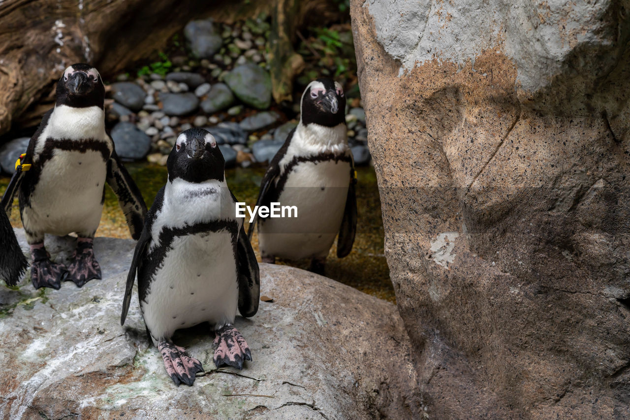 VIEW OF PENGUINS ON ROCK