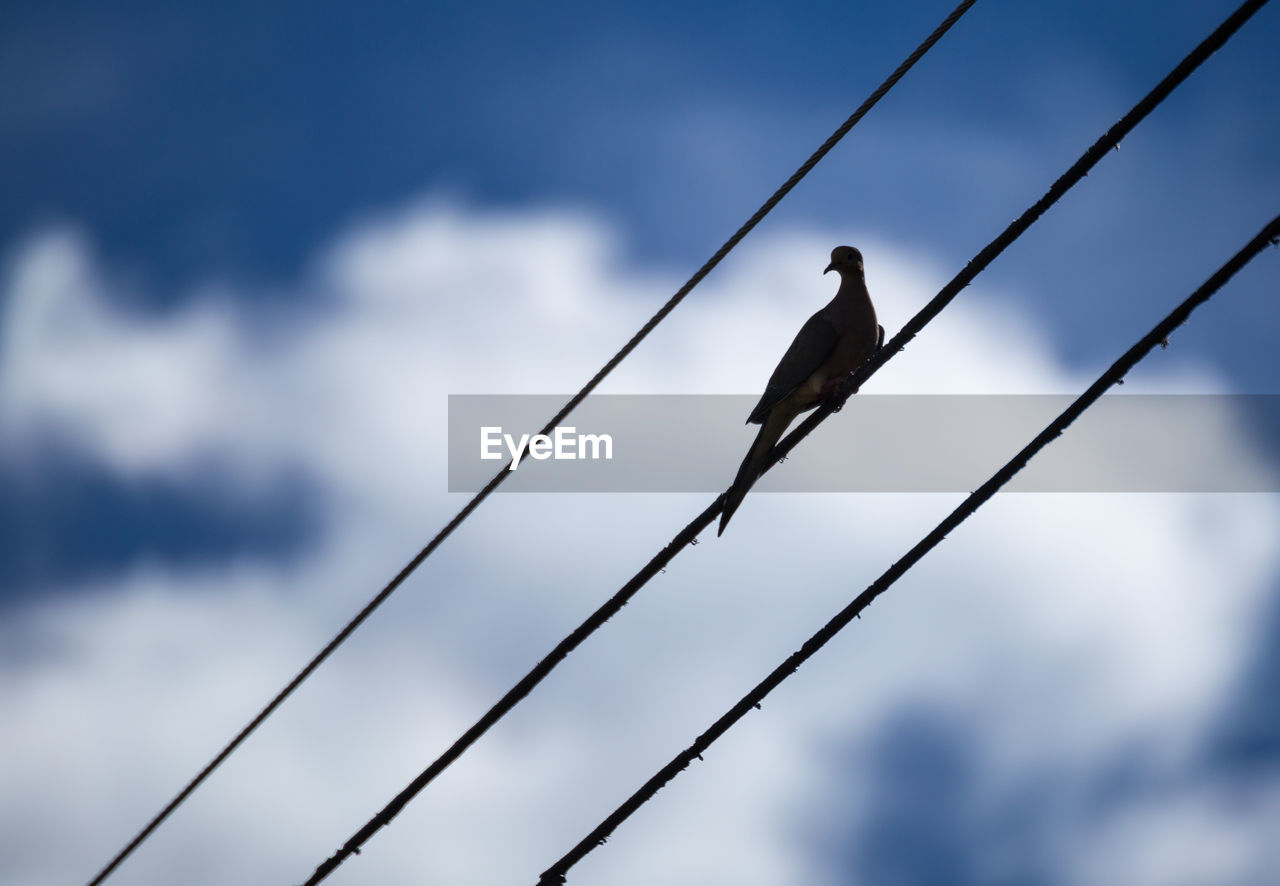 Low angle view of mourning dove perching on cable against sky